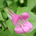 Pink Asarina Flower seeds for Planting Bright Blooms, Heirloom & GMO Free Seeds for Home Garden seeds for planting