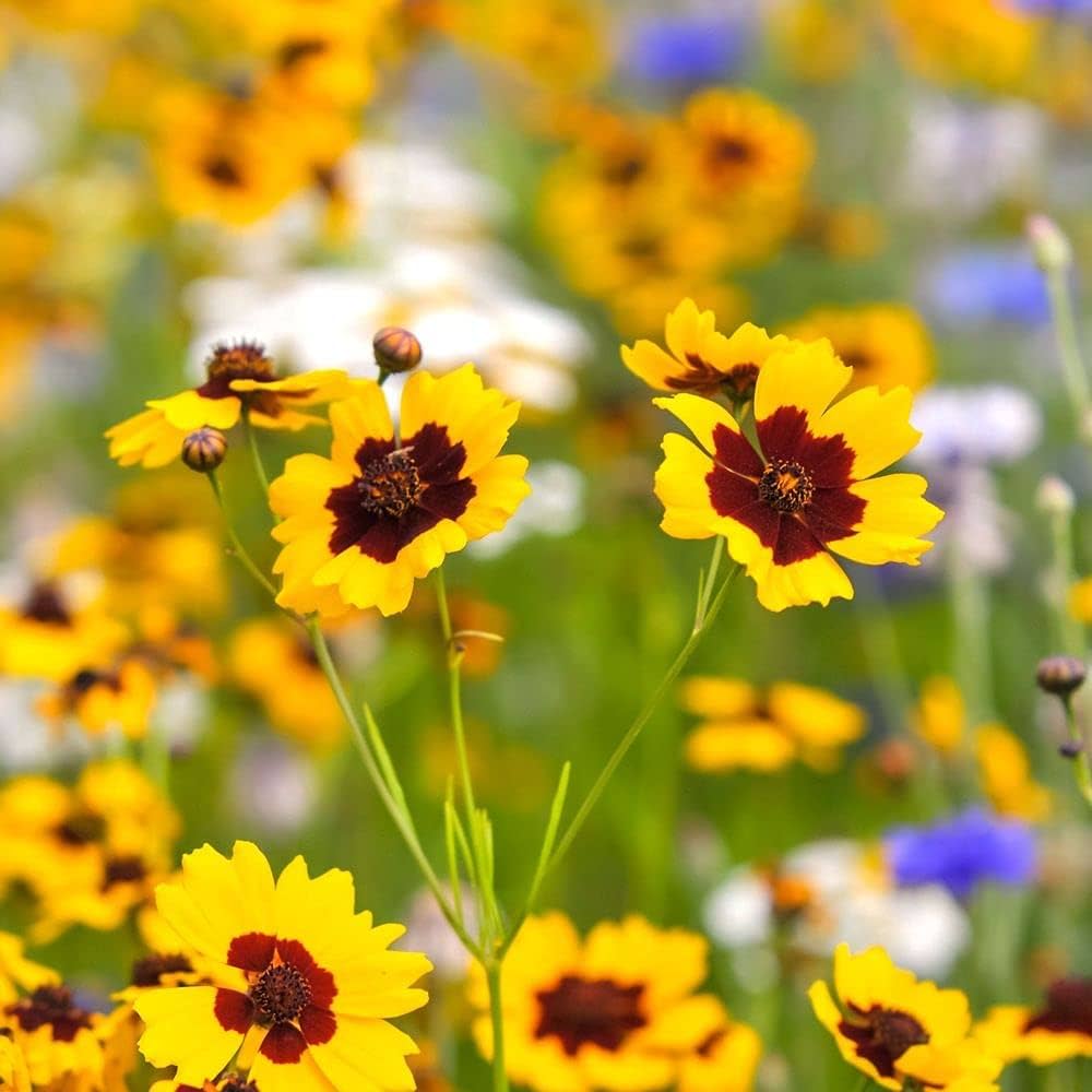 High quality Calliopsis Flower seeds for Planting Fragrant Blossoms, Heirloom & GMO Free Seeds for Home Garden seeds pack