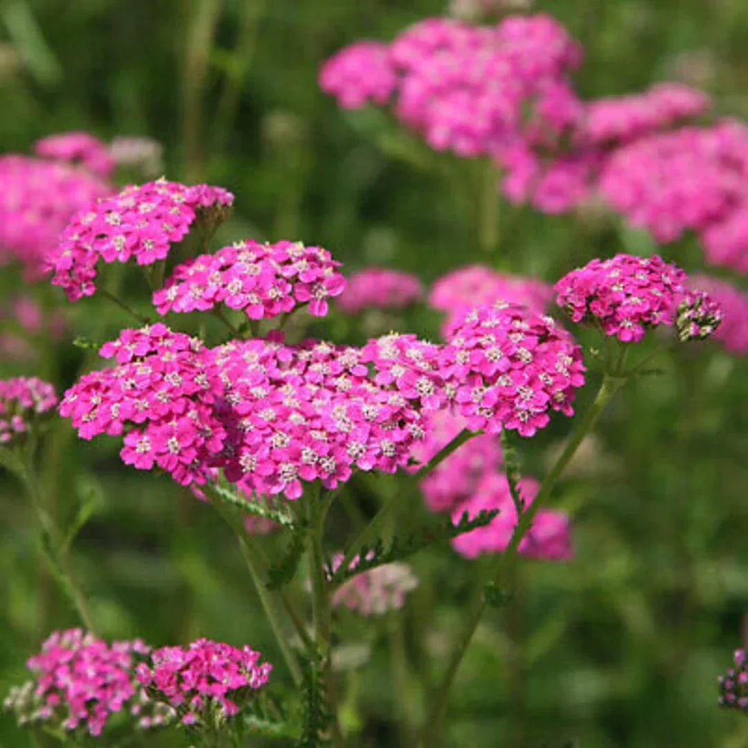 Yarrow Flower seeds for Planting Hardy Variety Heirloom & GMO Free Seeds for Home Garden