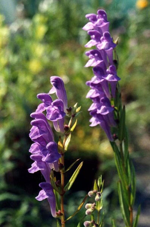Blue Scutellaria Baicalensis Flower seeds for Planting Low Maintenance, Heirloom & GMO Free Seeds for Home Garden seeds for planting