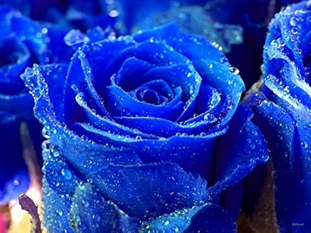 Rainy Blue Rose Flower seeds for Planting Garden Favorite, Heirloom & GMO Free Seeds for Home Garden seeds for planting
