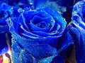 Rainy Blue Rose Flower seeds for Planting Garden Favorite, Heirloom & GMO Free Seeds for Home Garden seeds for planting