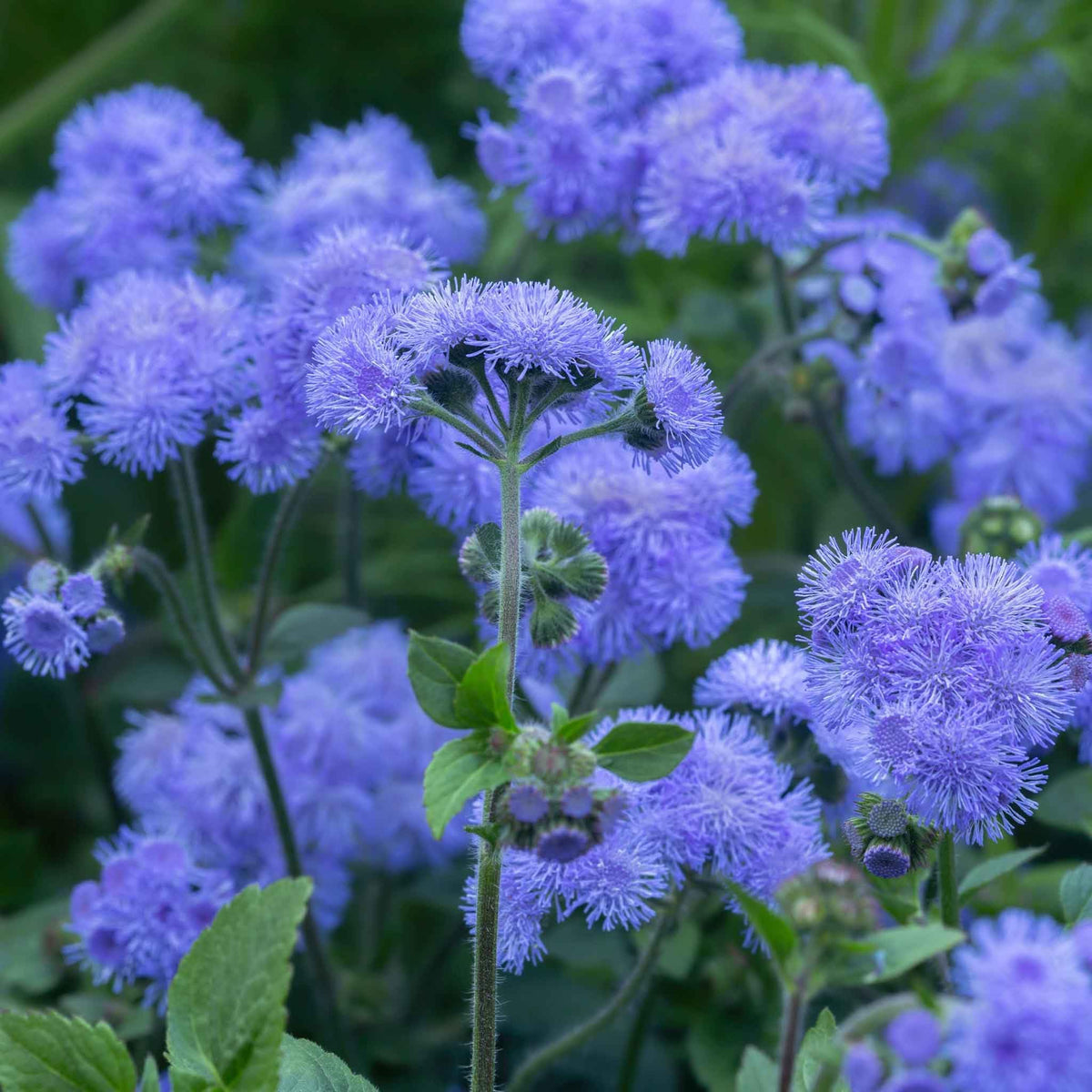 Ageratum Flower seeds for Planting Fragrant Blossoms Heirloom & GMO Free Seeds for Home Garden seeds for planting