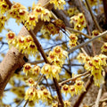Red Chimonanthus Flower seeds for Planting Cottage Garden Essential, Heirloom & GMO Free Seeds for Home Garden seeds for planting
