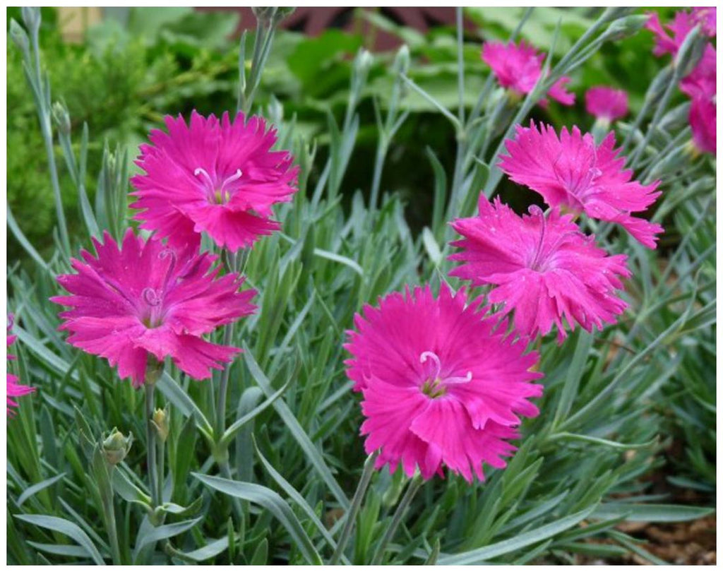 Pink Dianthus Flower seeds for Planting Perfect for Borders, Heirloom & GMO Free Seeds for Home Garden seeds for planting