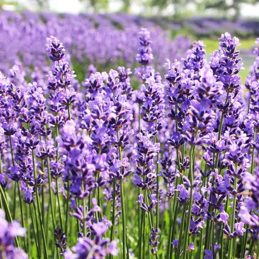 Lavandula Flower seeds for Planting Long Bloom Season Heirloom & GMO Free Seeds for Home Garden seeds for planting
