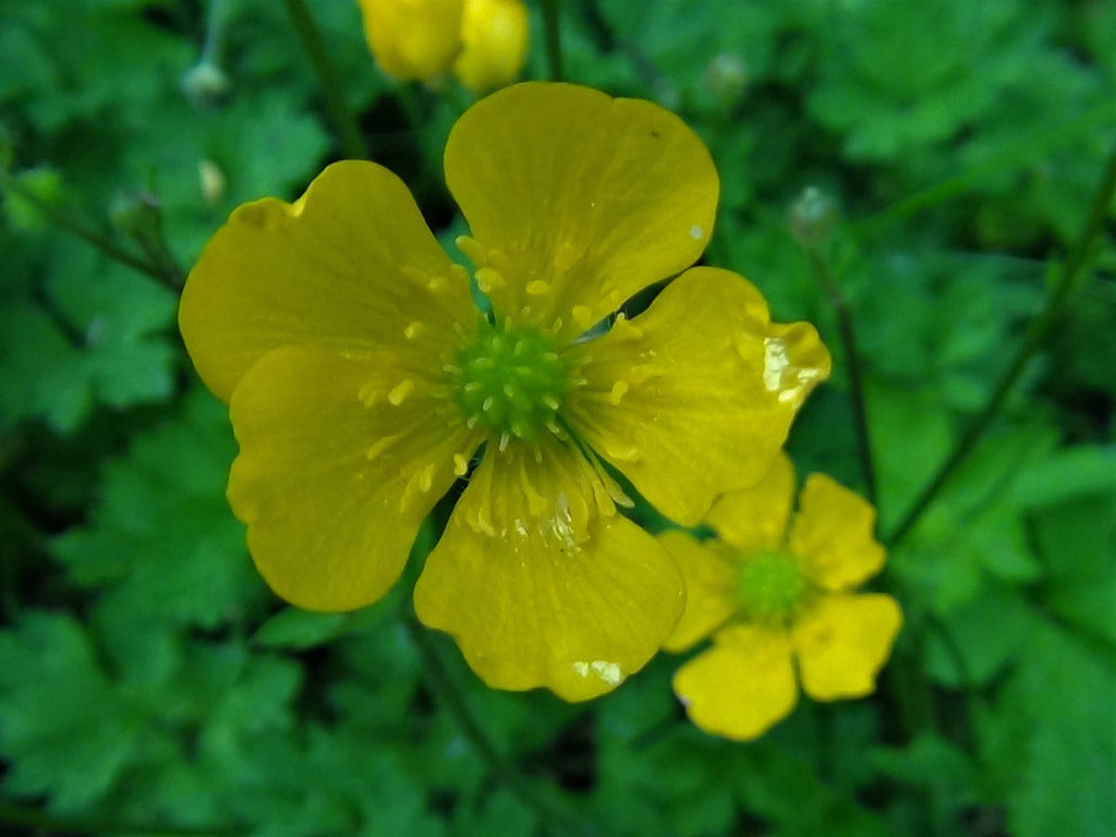 Yellow Buttercup Flower seeds for Planting Seasonal Bloomer, Heirloom & GMO Free Seeds for Home Garden vegetable and garden seeds