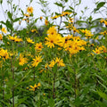 Topinambur Flower seeds for Planting Long Bloom Season, Heirloom & GMO Free Seeds for Home Garden seeds for planting