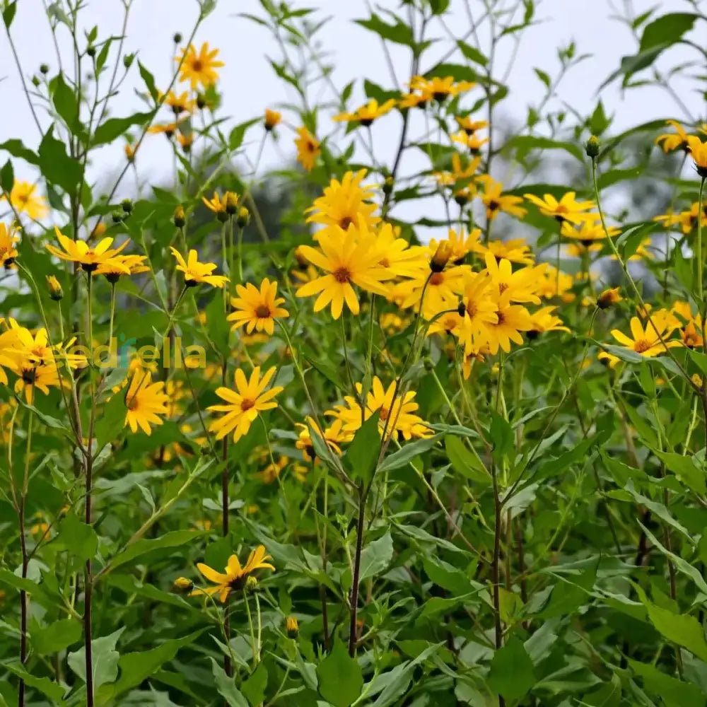 Topinambur Flower seeds for Planting Long Bloom Season, Heirloom & GMO Free Seeds for Home Garden seeds for planting