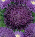 Deep Purple Chrysanthemum Flower seeds for Planting Pollinator Friendly, Heirloom & GMO Free Seeds for Home Garden seeds for planting
