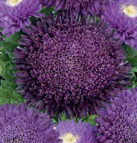 Deep Purple Chrysanthemum Flower seeds for Planting Pollinator Friendly, Heirloom & GMO Free Seeds for Home Garden seeds for planting