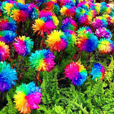 Chrysanthemum Rainbow Flower seeds for Planting Perfect for Borders, Heirloom & GMO Free Seeds for Home Garden seeds for planting