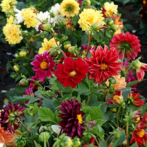Mixed Color Flower seeds for Planting Shade Tolerant, Heirloom & GMO Free Seeds for Home Garden seeds for planting