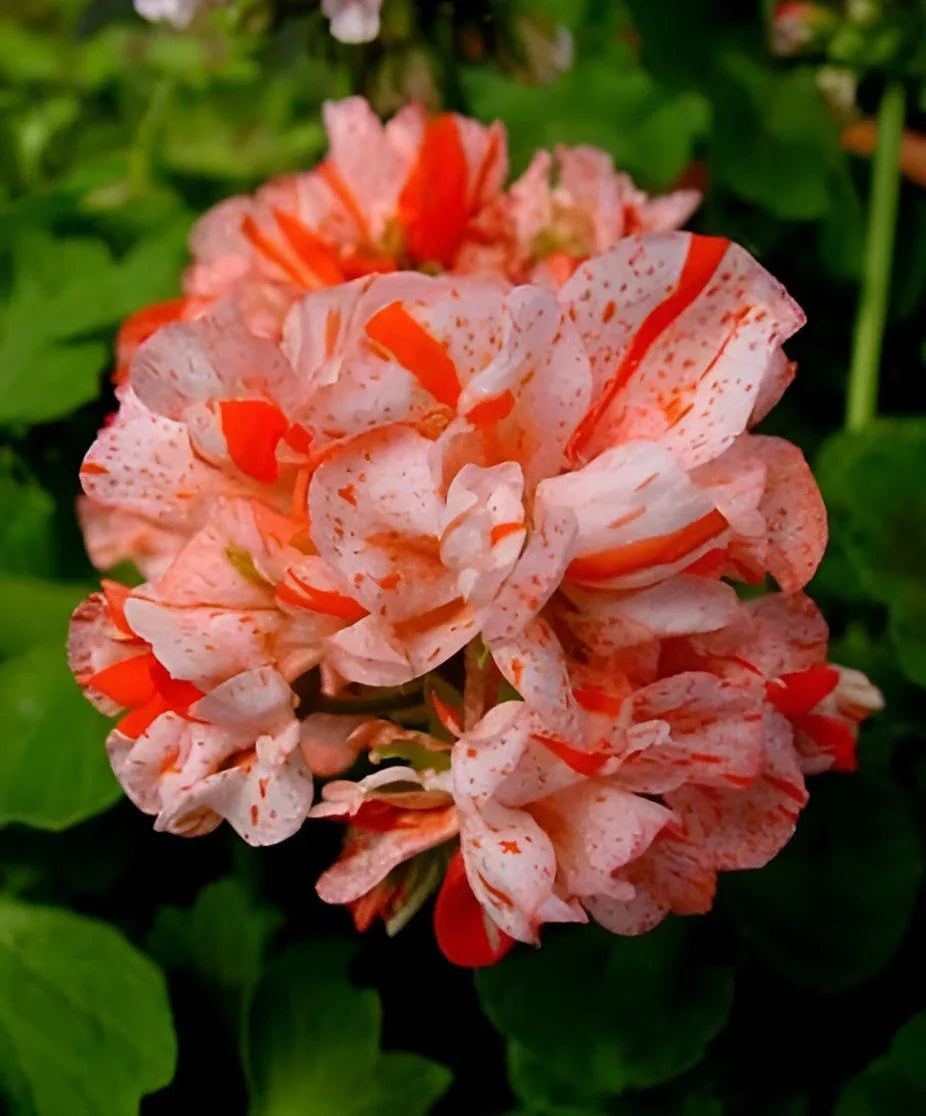 Orange White Geraniums Flower seeds for Planting Compact Growth, Heirloom & GMO Free Seeds for Home Garden seeds for planting