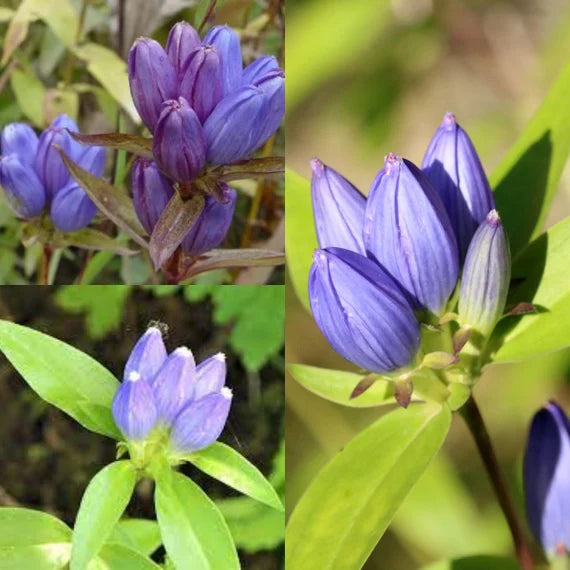 Gentian Flower seeds for Planting Colorful Display, Heirloom & GMO Free Seeds for Home Garden seeds for planting