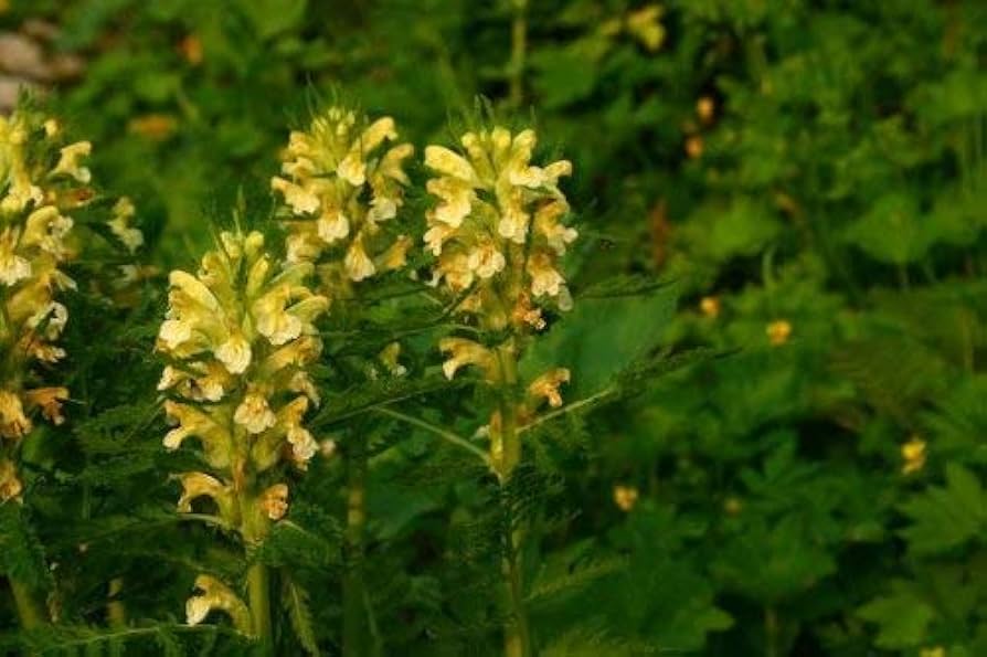 Premium Yellow Pedicularis Lanceolata Flower seeds for Planting Sun Loving, Heirloom & GMO Free Seeds for Home Garden seeds