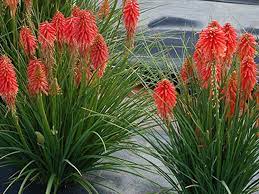 Premium Red Kniphofia Flower seeds for Planting Easy to Grow, Heirloom & GMO Free Seeds for Home Garden seeds