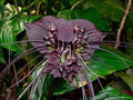 Black Tacca Chantrieri Flower seeds for Planting Premium Quality, Heirloom & GMO Free Seeds for Home Garden seeds for planting