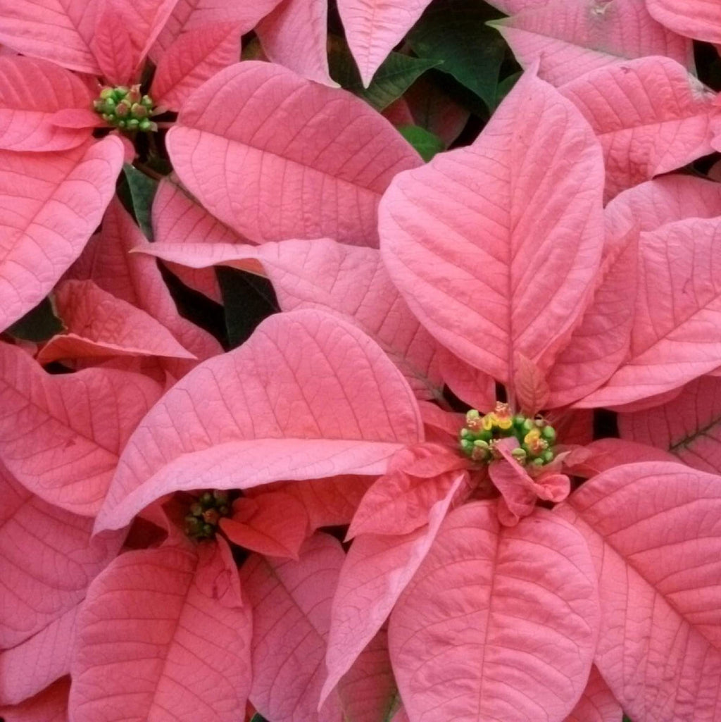 Light Pink Euphorbia Pulcherrima Flower seeds for Planting Pollinator Friendly, Heirloom & GMO Free Seeds for Home Garden seeds for planting