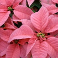 Light Pink Euphorbia Pulcherrima Flower seeds for Planting Pollinator Friendly, Heirloom & GMO Free Seeds for Home Garden seeds for planting