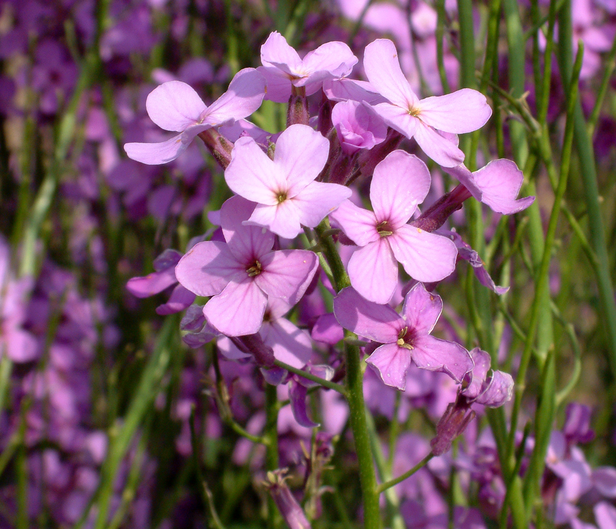 Hesperis Matronalis Flower seeds for Planting Easy to Grow, Heirloom & GMO Free Seeds for Home Garden seeds for planting