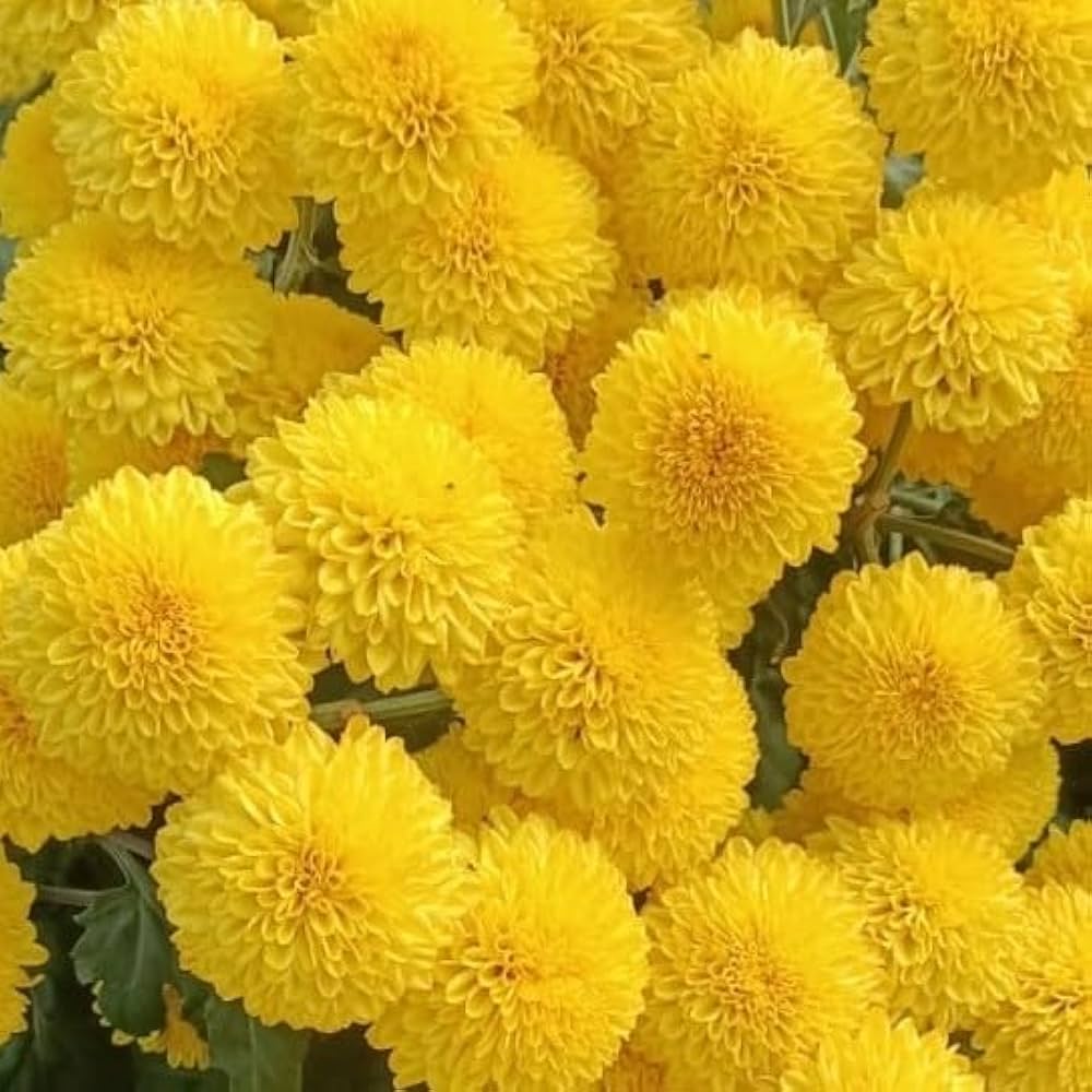 High quality Yellow Chrysanthemum Flower seeds for Planting Pollinator Friendly, Heirloom & GMO Free Seeds for Home Garden seeds pack