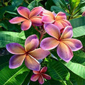 Frangipani Flower seeds for Planting Long Bloom Season, Heirloom & GMO Free Seeds for Home Garden seeds for planting