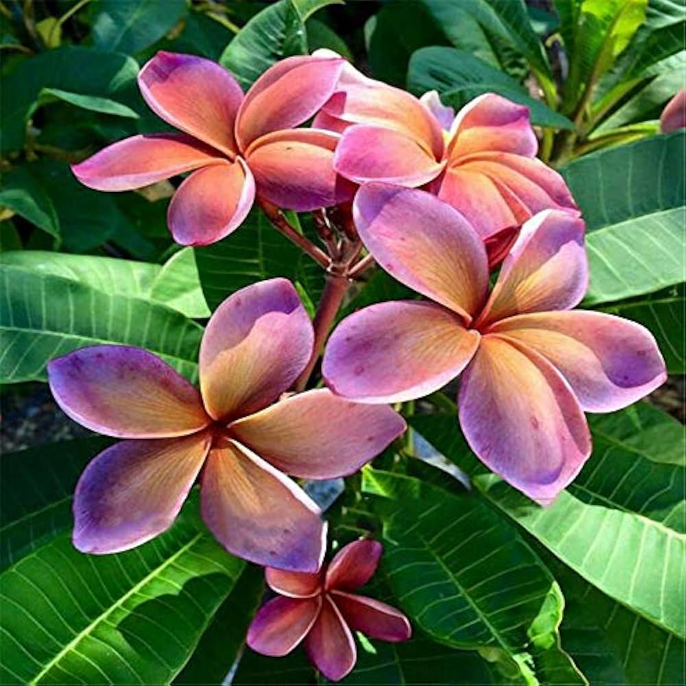 Frangipani Flower seeds for Planting Long Bloom Season, Heirloom & GMO Free Seeds for Home Garden seeds for planting