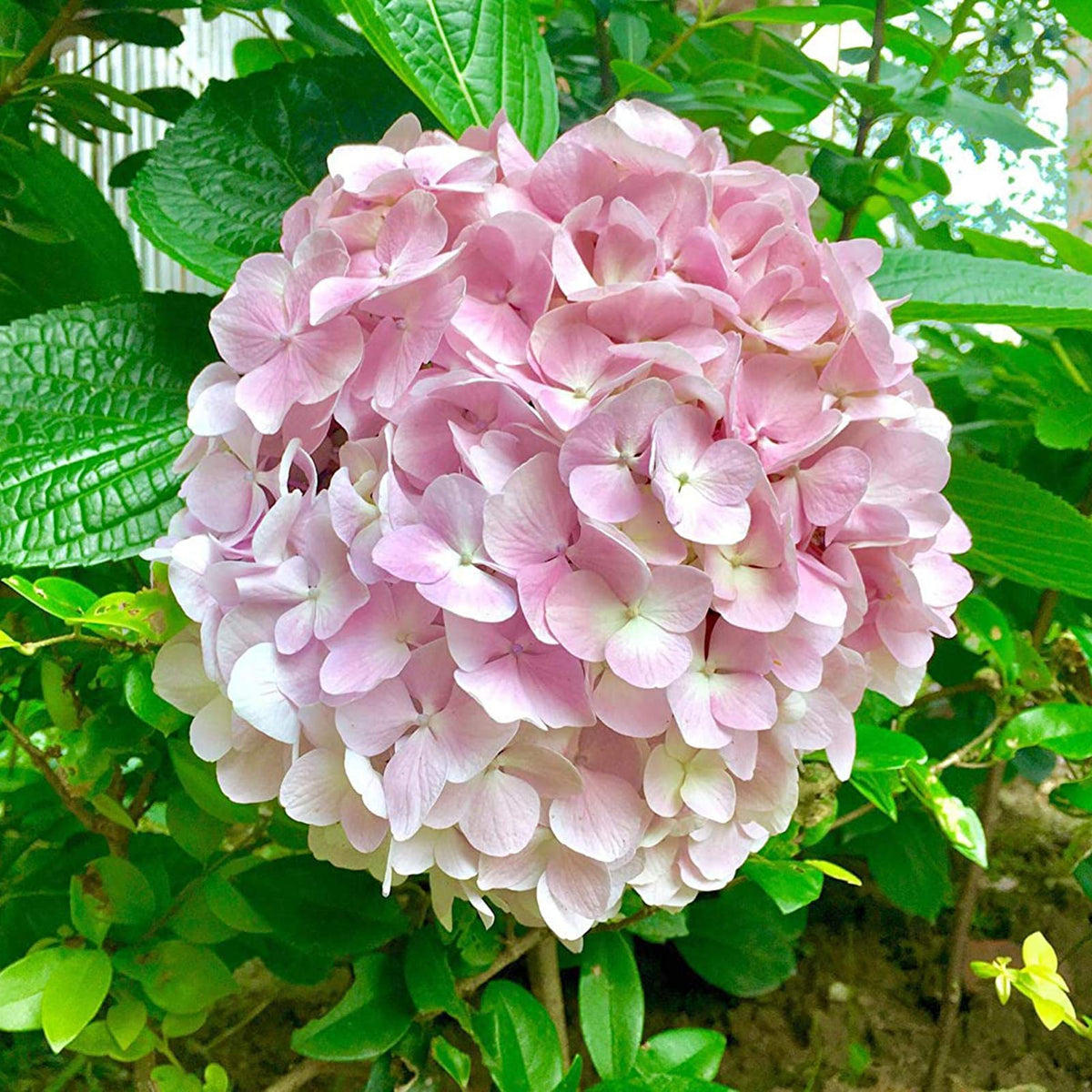 Light Pink Hydrangea Flower seeds for Planting Long Bloom Season, Heirloom & GMO Free Seeds for Home Garden seeds for planting