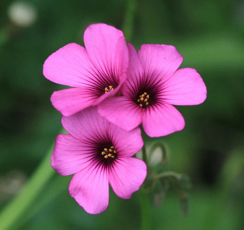 Pink Oxalis Laciniata Flower seeds for Planting Pollinator Friendly, Heirloom & GMO Free Seeds for Home Garden seeds for planting