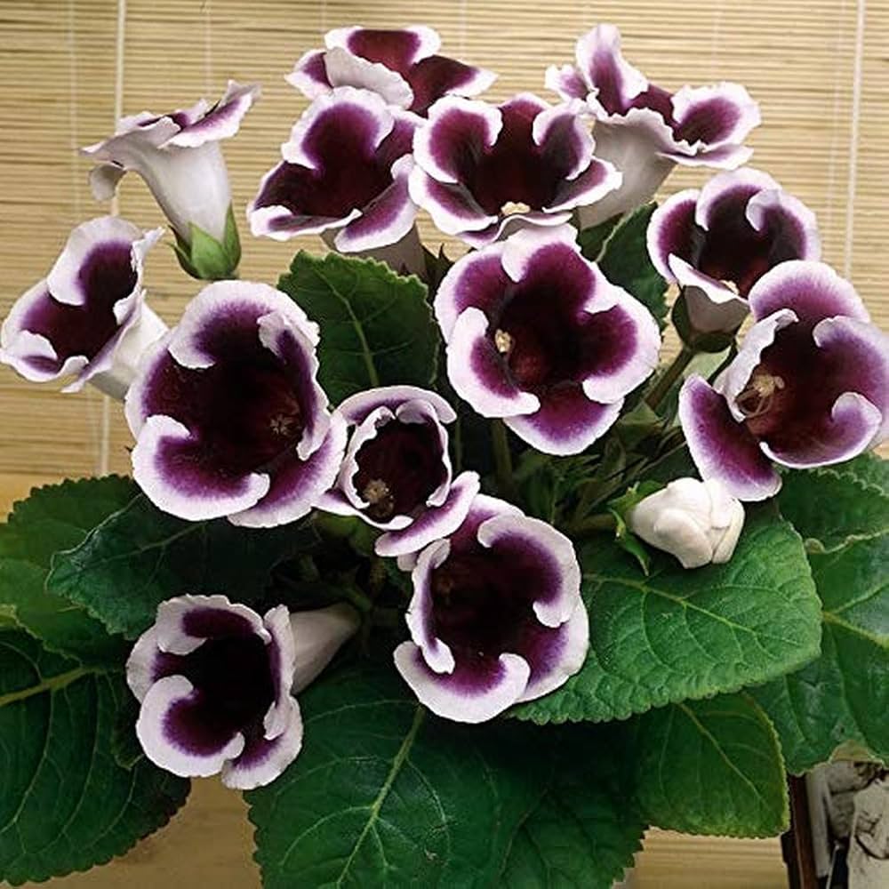 Gloxinia Flower seeds for Planting Sun Loving Heirloom & GMO Free Seeds for Home Garden 
 
 Sale for planting in home garden