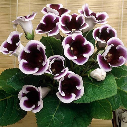 Gloxinia Flower seeds for Planting Sun Loving Heirloom & GMO Free Seeds for Home Garden 
 
 Sale for planting in home garden