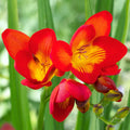Red Freesias Flower seeds for Planting Colorful Display, Heirloom & GMO Free Seeds for Home Garden seeds for planting