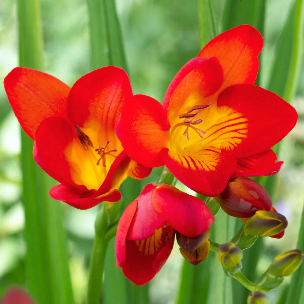 Red Freesias Flower seeds for Planting Colorful Display, Heirloom & GMO Free Seeds for Home Garden seeds for planting