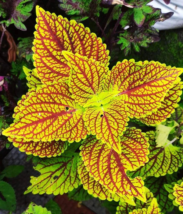 Yellow Red Coleus Flower seeds for Planting Long Bloom Season, Heirloom & GMO Free Seeds for Home Garden seeds for planting