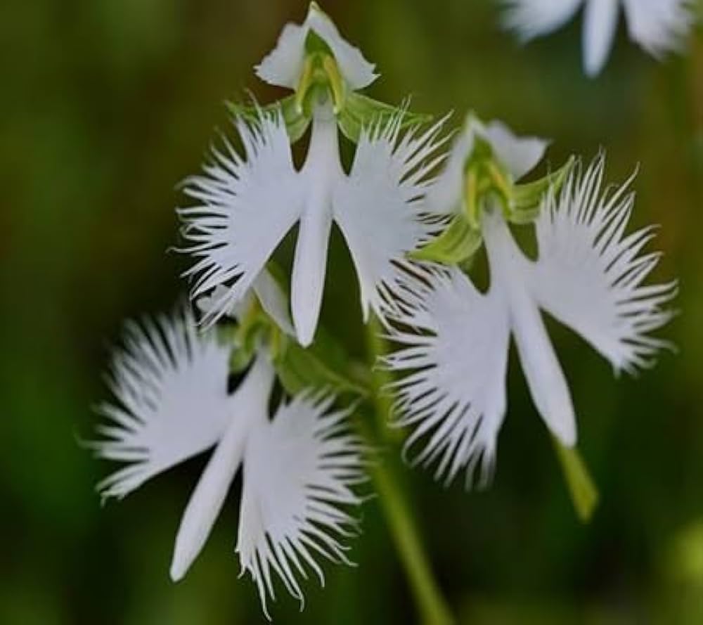 Heron Orchid Flower seeds for Planting Colorful Display, Heirloom & GMO Free Seeds for Home Garden seeds for planting