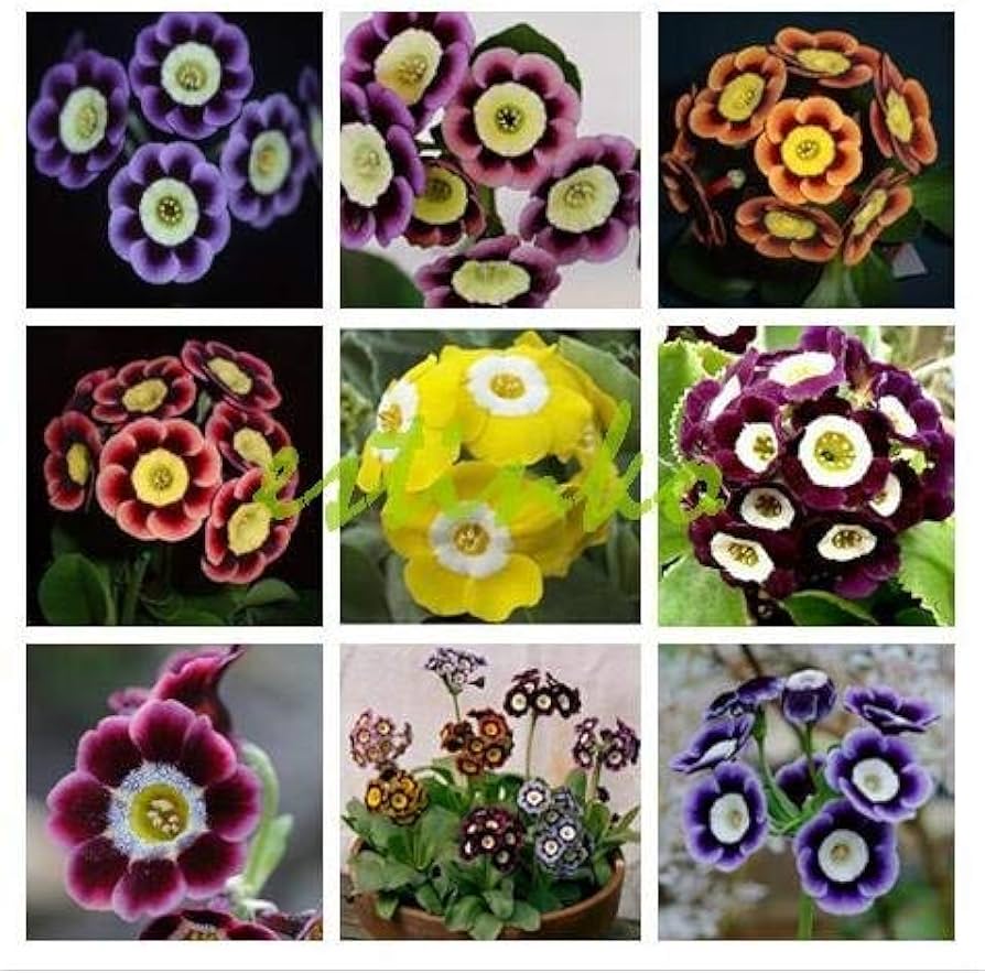 Mixed Auricula Flower seeds for Planting Long Bloom Season, Heirloom & GMO Free Seeds for Home Garden seeds for planting