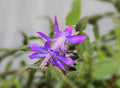 Violet Zygocactus Truncatus Flower seeds for Planting Compact Growth, Heirloom & GMO Free Seeds for Home Garden seeds for planting