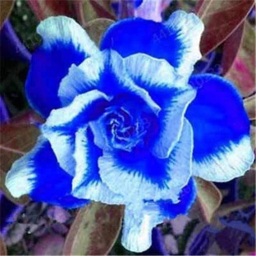 Blue White Adenium Flower seeds for Planting Cottage Garden Essential, Heirloom & GMO Free Seeds for Home Garden seeds for planting