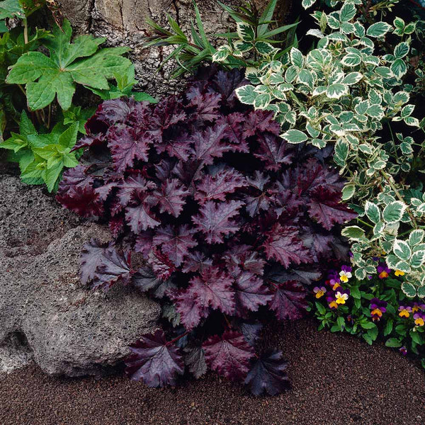 Purple Coral Bells Flower seeds for Planting Sun Loving, Heirloom & GMO Free Seeds for Home Garden seeds for planting