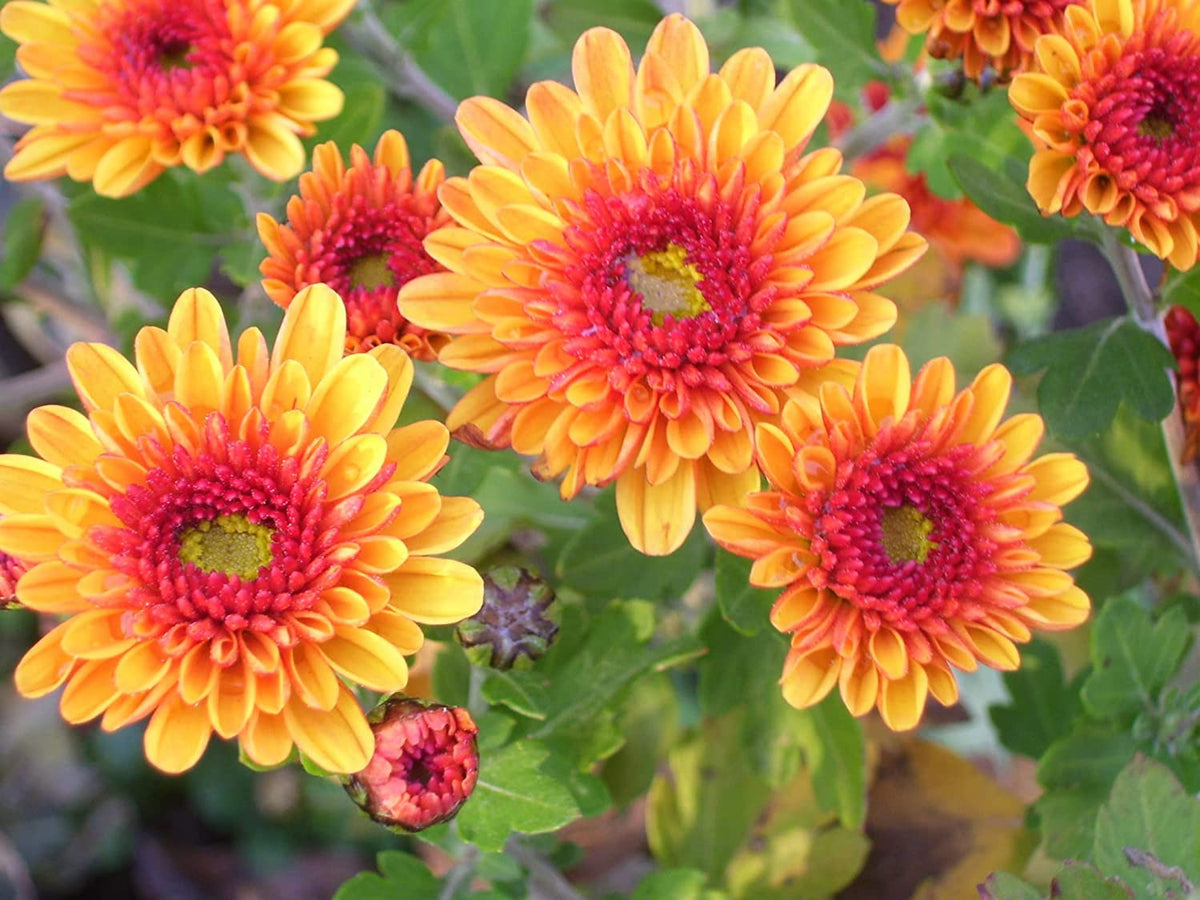 Yellow Red Chrysanthemum Flower seeds for Planting Bright Blooms, Heirloom & GMO Free Seeds for Home Garden seeds for planting
