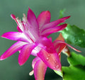 Purple Zygocactus Truncatus Flower seeds for Planting Sun Loving, Heirloom & GMO Free Seeds for Home Garden seeds for planting