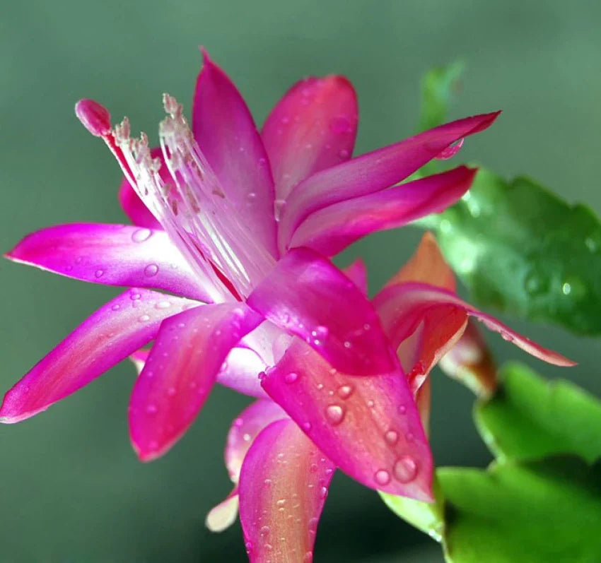Purple Zygocactus Truncatus Flower seeds for Planting Sun Loving, Heirloom & GMO Free Seeds for Home Garden seeds for planting