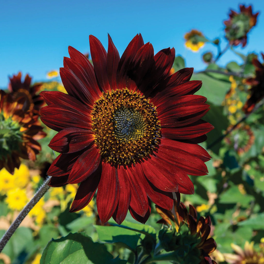 Maroon SunFlower seeds for Planting Colorful Display, Heirloom & GMO Free Seeds for Home Garden seeds for planting