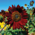 Maroon SunFlower seeds for Planting Colorful Display, Heirloom & GMO Free Seeds for Home Garden seeds for planting