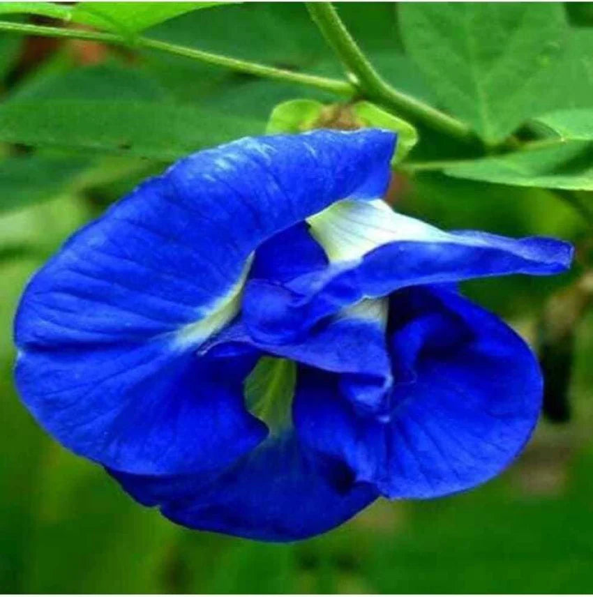 High quality Blue Clitoria Flower seeds for Planting Vibrant Colors, Heirloom & GMO Free Seeds for Home Garden seeds pack