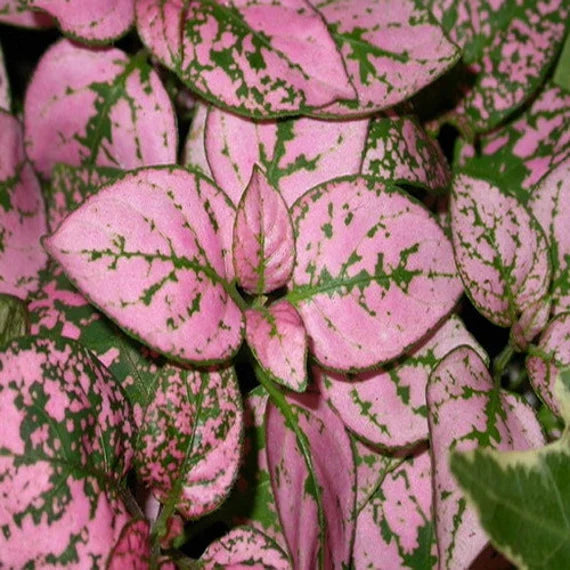 Pink Hypoestes Polka Flower seeds for Planting Pollinator Friendly, Heirloom & GMO Free Seeds for Home Garden seeds for planting