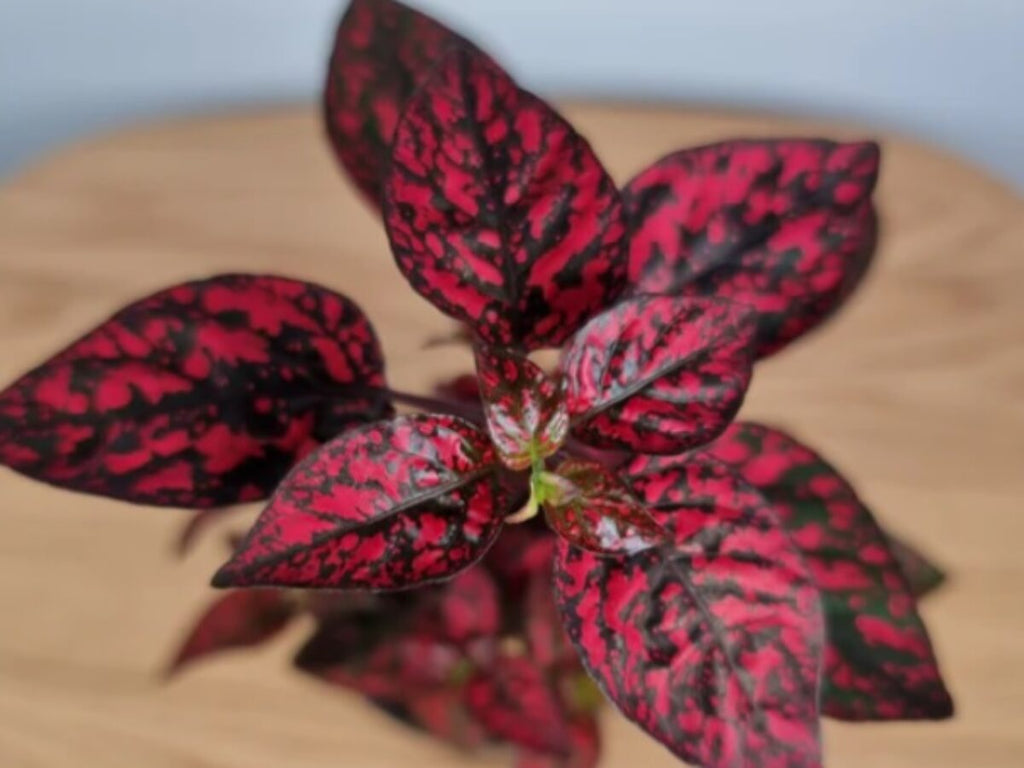 Red Hypoestes Flower seeds for Planting Long Bloom Season, Heirloom & GMO Free Seeds for Home Garden seeds for planting