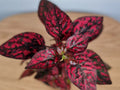 Red Hypoestes Flower seeds for Planting Long Bloom Season, Heirloom & GMO Free Seeds for Home Garden seeds for planting