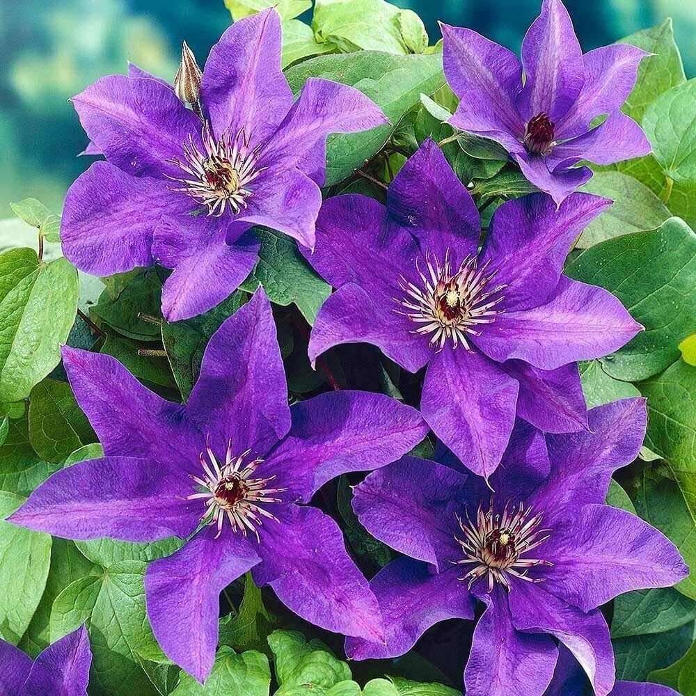 Purple Clematis Flower seeds for Planting Bright Blooms, Heirloom & GMO Free Seeds for Home Garden seeds for planting